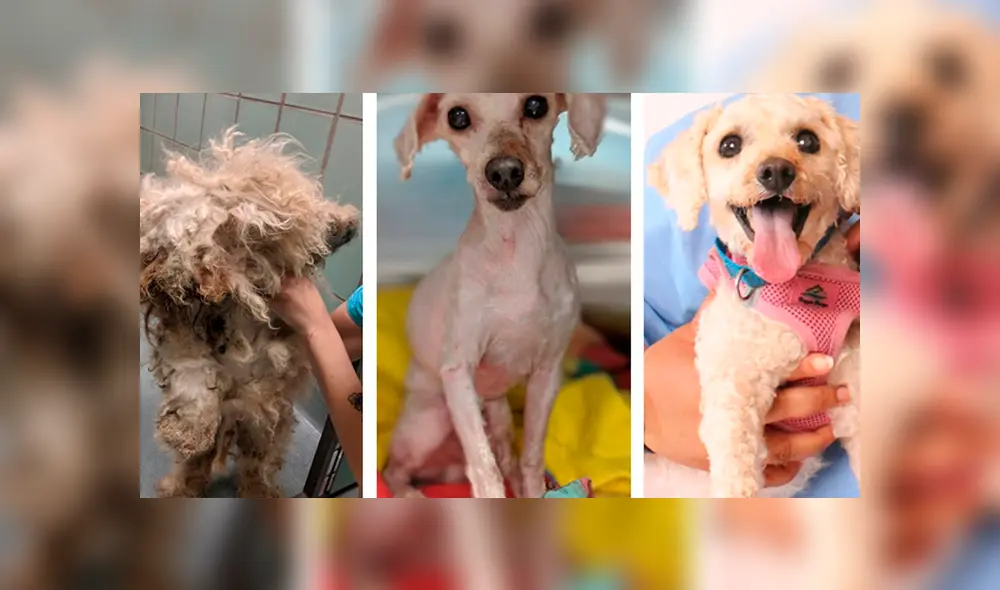 perrito abandonado perrito abandonado