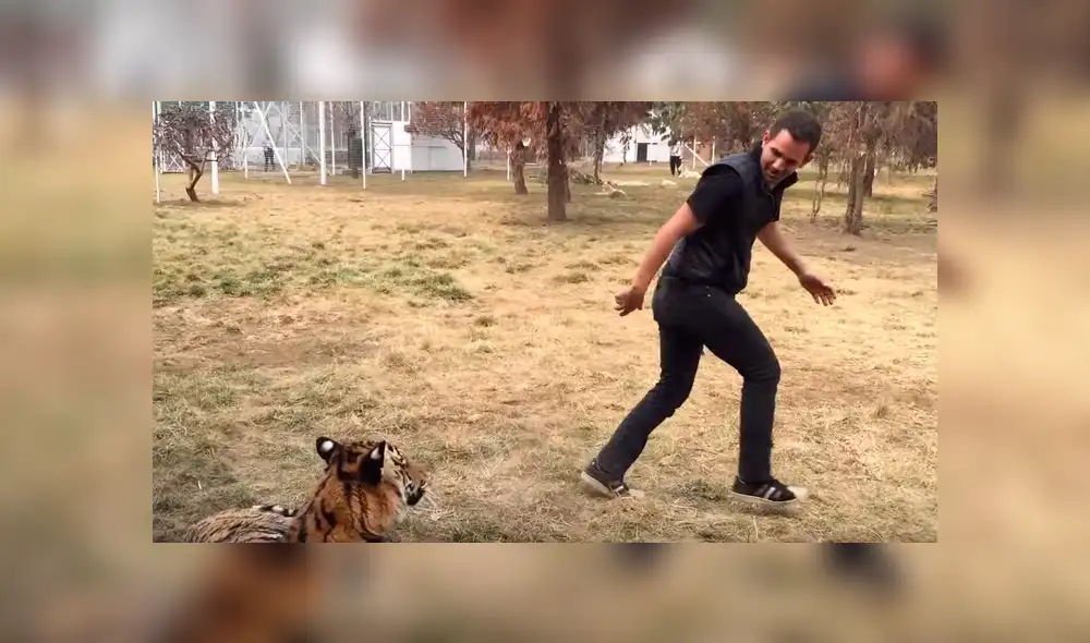 Facebook: hombre ingresa a recinto para ‘jugar’ con tigre y depredador tiene temible reacción [VIDEO]