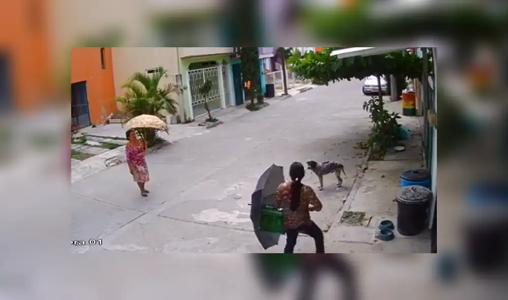 Mujer es captada robando agua, comida y platos a perros callejeros [VIDEO]