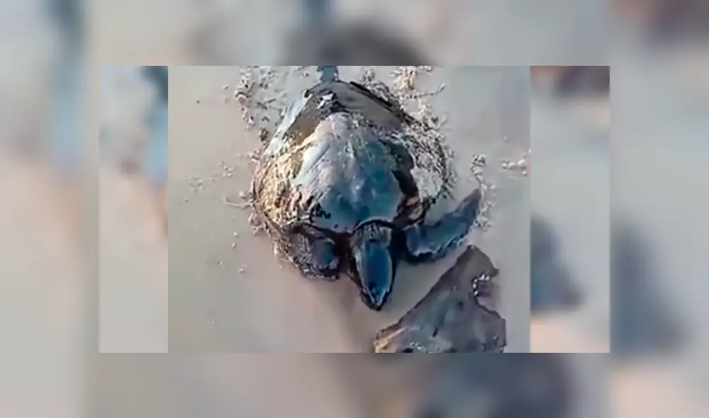 En YouTube, unos hombres caminaban por la playa y encontraron a unas indefensas tortugas que estaban llenas de petróleo.
