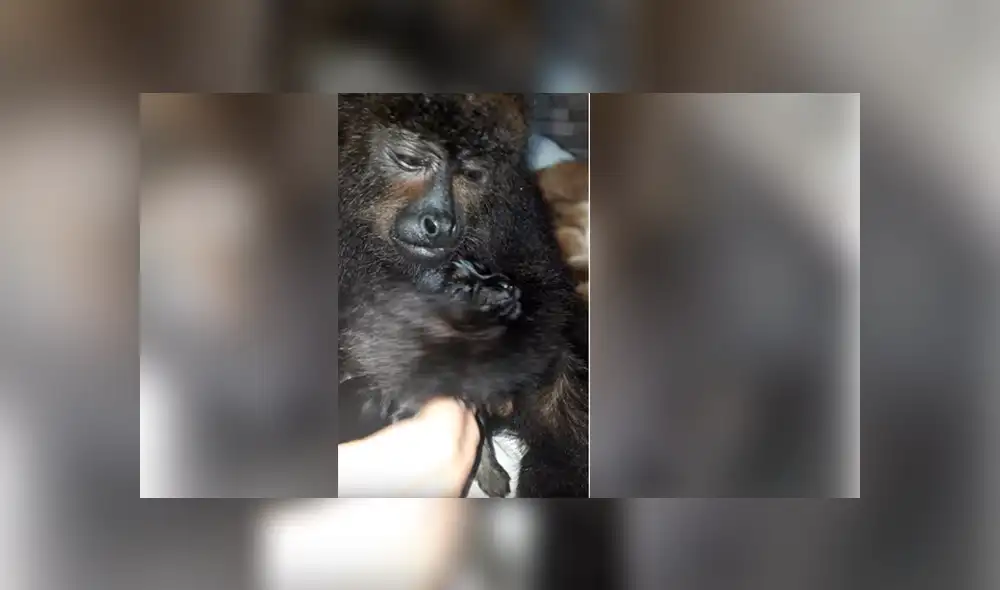 YouTube viral: mono ve a un perro por primera vez y su reacción conmueve a todos [VIDEO]