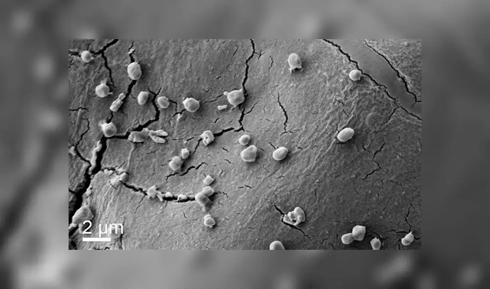 Los científicos comprobaron que los Metallosphaera sedula se beneficiaban más de los metales en el meteorito que de los minerales de la Tierra. Imagen: Scientific Reports.