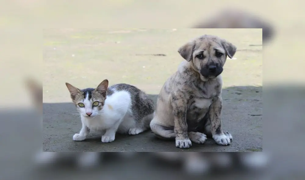 La nueva norma entra en vigencia desde el 1 de mayo. Fuente: foto referencial. La nueva norma entra en vigencia desde el 1 de mayo. Fuente: foto referencial.