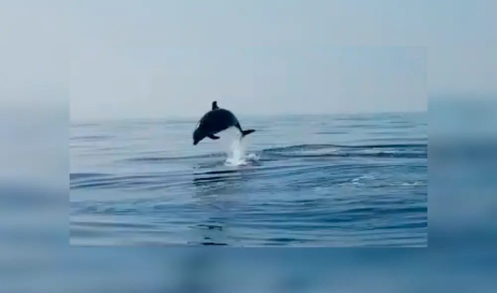 Vía Facebook. Pescadores quedaron maravillados con el singular agradecimiento de la mamá delfín luego de que liberaran a su cría atrapada en red de pesca