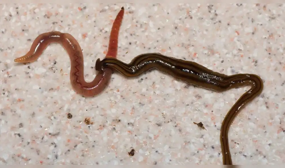 Francia: Científico advierte invasión de gusanos gigantes depredadores [FOTOS]