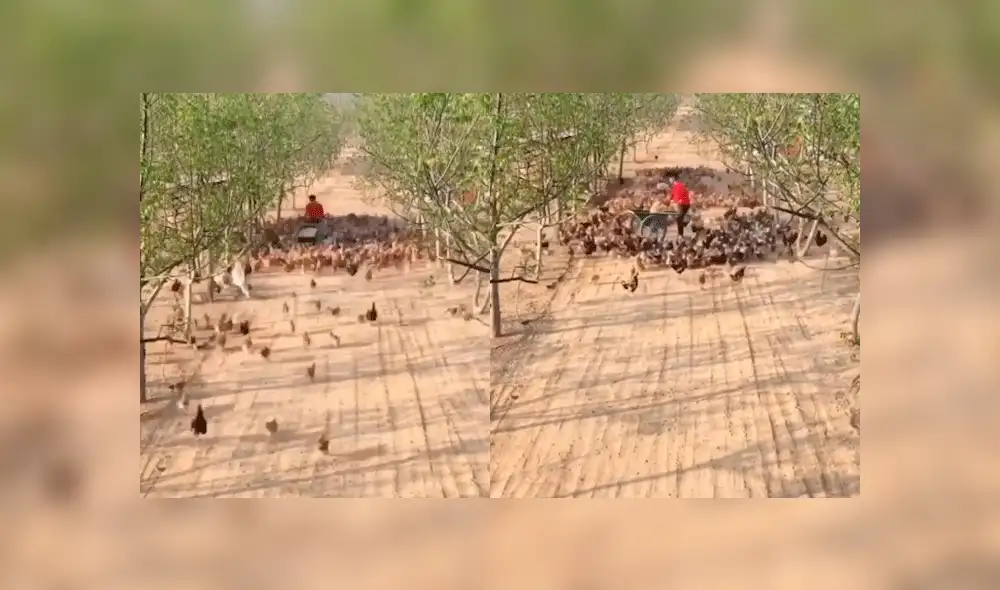 Facebook viral: romántico granjero usa cientos de gallinas para declararle su amor a una mujer [VIDEO]