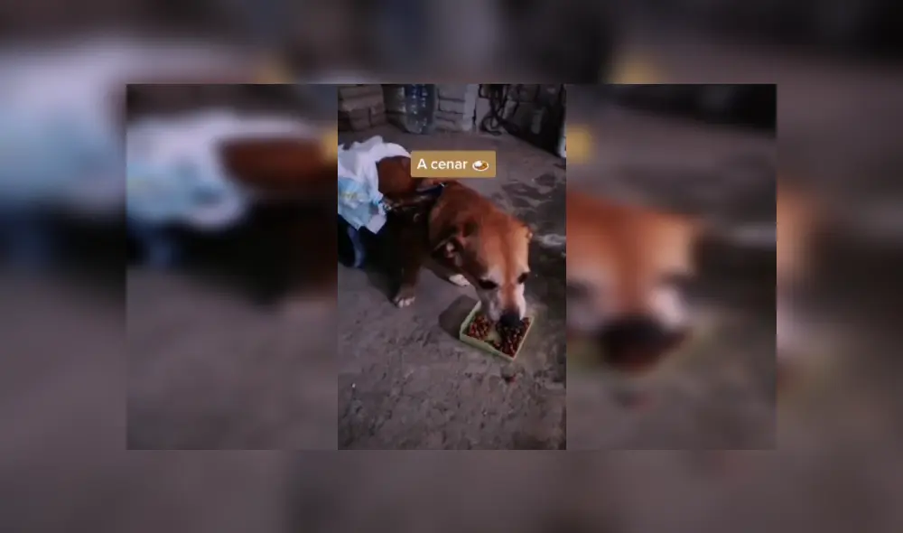 Desliza las imágenes hacia la izquierda para conocer la noble labor de un hombre al ayudar a su perro. Fotocaptura: Facebook.