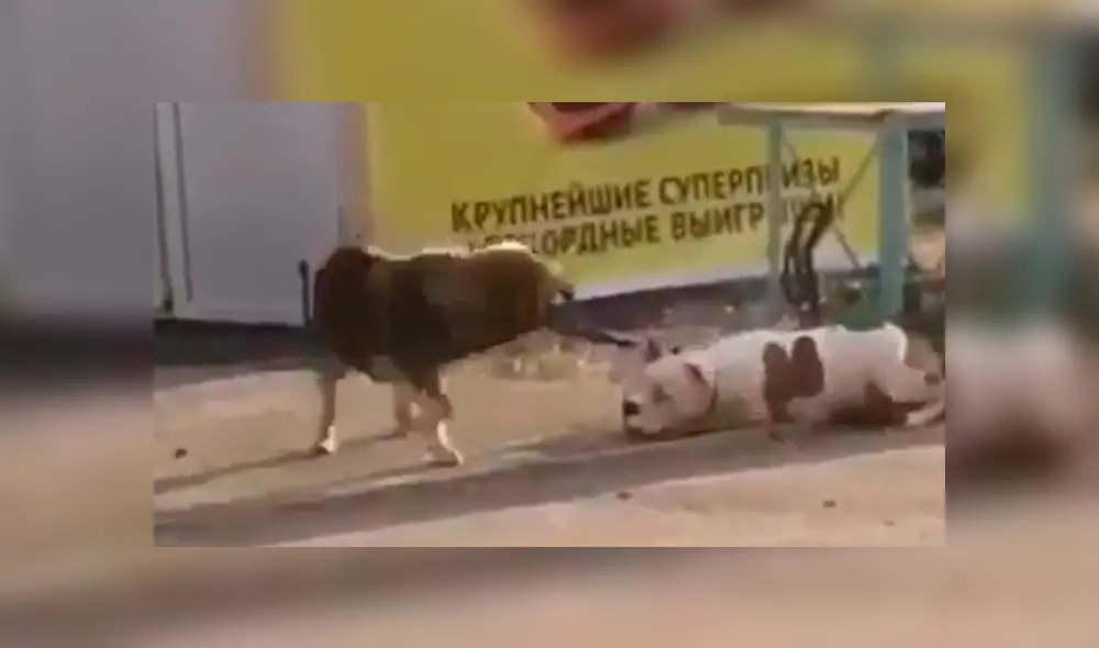 Una conmovedora escenas que tiene como protagonistas a dos perros ha enternecido a miles en las redes. Una conmovedora escenas que tiene como protagonistas a dos perros ha enternecido a miles en las redes.