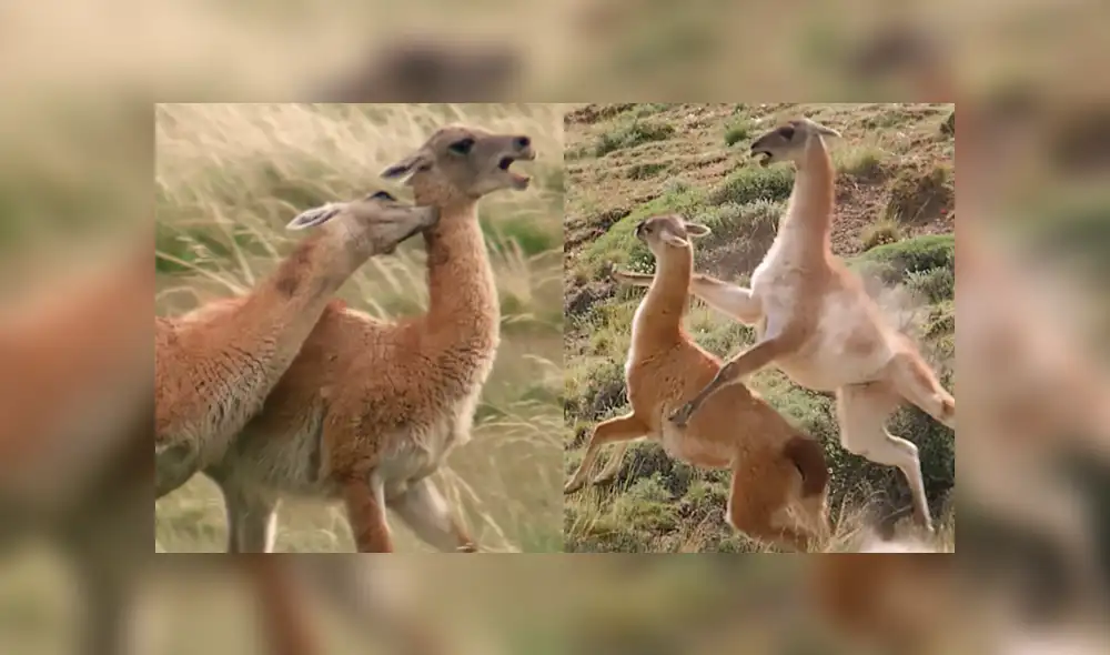 YouTube Viral: No te pierdas la épica batalla de de estos camélidos en la Patagonia [VIDEO] 