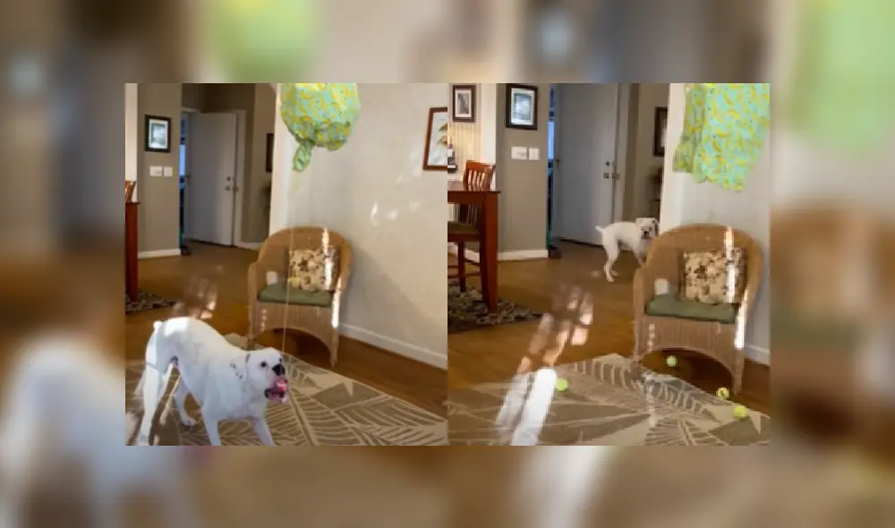 Desliza las imágenes para conocer más sobre esta graciosa escena de este perro que se hizo viral en Facebook.