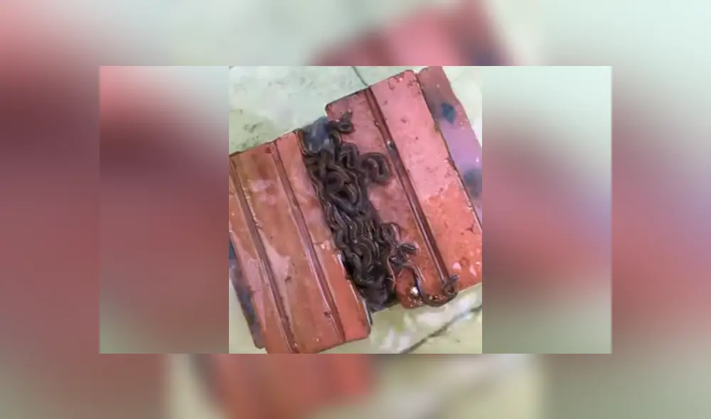Un hombre grabó en un video viral de YouTube el terrorífico hallazgo de un nido de serpiente, sin imaginar que al mover un ladrillo se toparía con cientos de crías. Un hombre grabó en un video viral de YouTube el terrorífico hallazgo de un nido de serpiente, sin imaginar que al mover un ladrillo se toparía con cientos de crías.