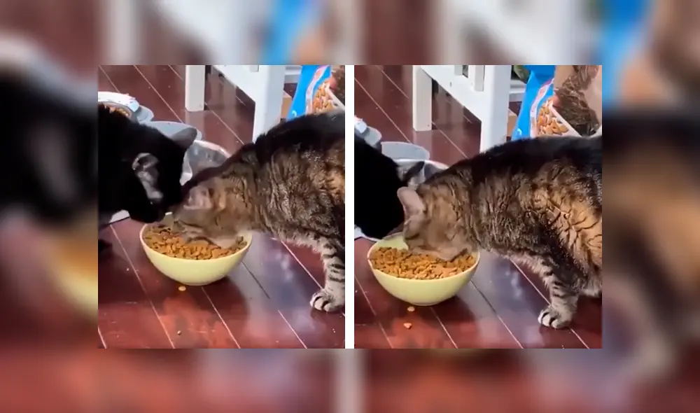 Desliza las imágenes para observa el comportamiento de un gato para impedir que su ‘amigo’ le quite su comida. Foto: Captura.