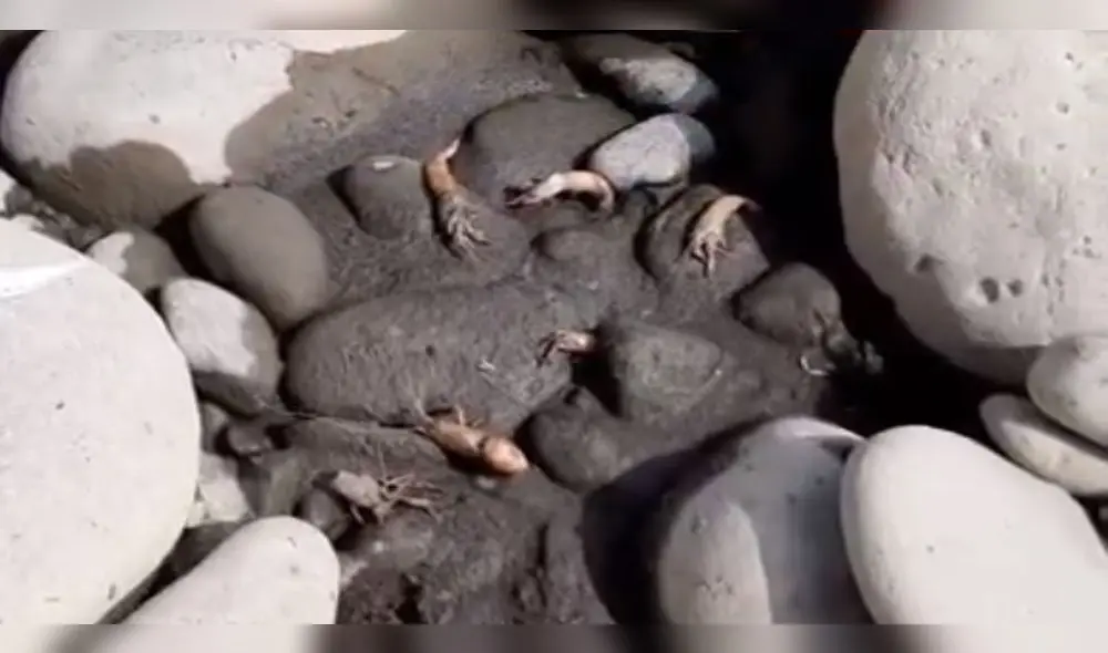 Varios camarones fueron encontrados muertos en las orillas del río Tambo.