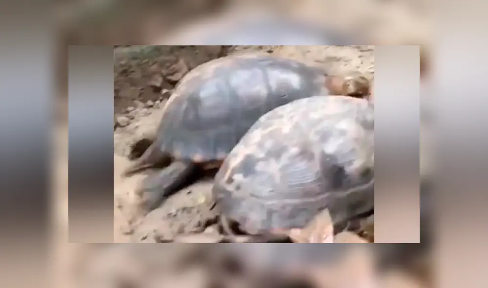 Tortuga intenta pelear con su compañero, pero solo recibe su duro desprecio [VIDEO]