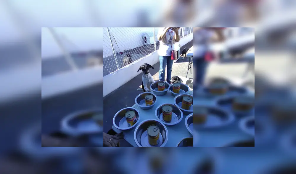 En Facebook, un grupo de voluntarios se organizaron para festejar Navidad junto a perros callejeros. En Facebook, un grupo de voluntarios se organizaron para festejar Navidad junto a perros callejeros.