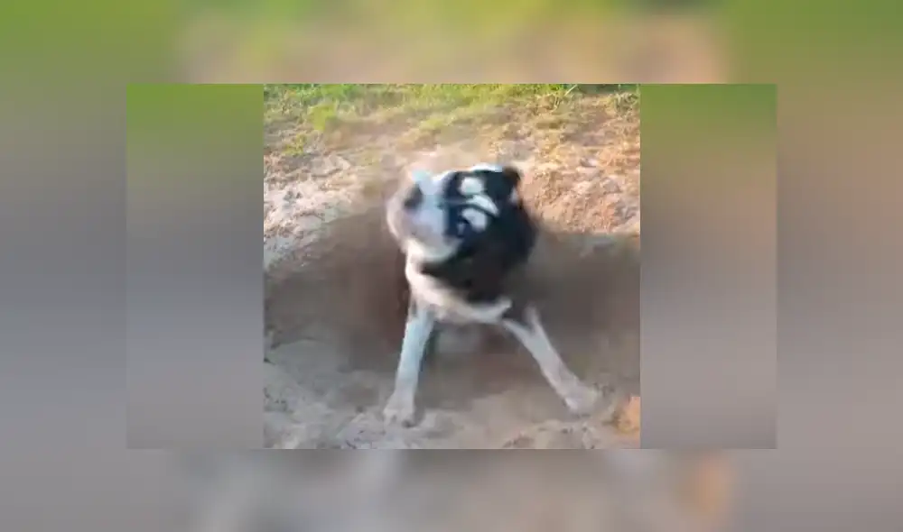 Facebook viral: hombre oye extraños ruidos en hoyo, se acerca y descubre peludo animal [VIDEO] 