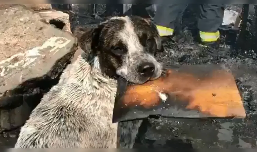 El perro se acercó al lugar donde trabajaban los bomberos para apagar las llamas que consumieron su refugio. (Foto: Twitter)