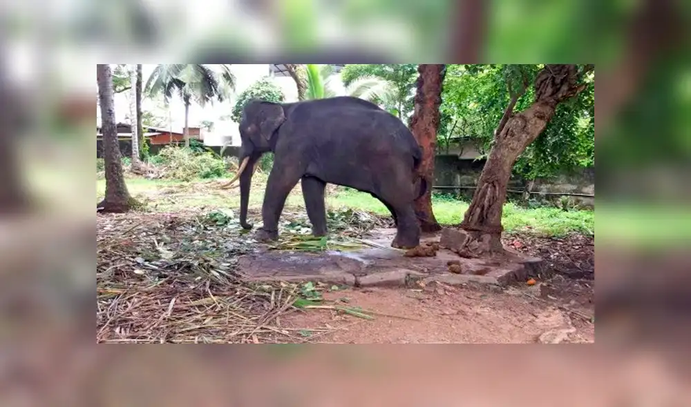 Indignación por hombres que azotan a elefante en templo budista [VIDEO]