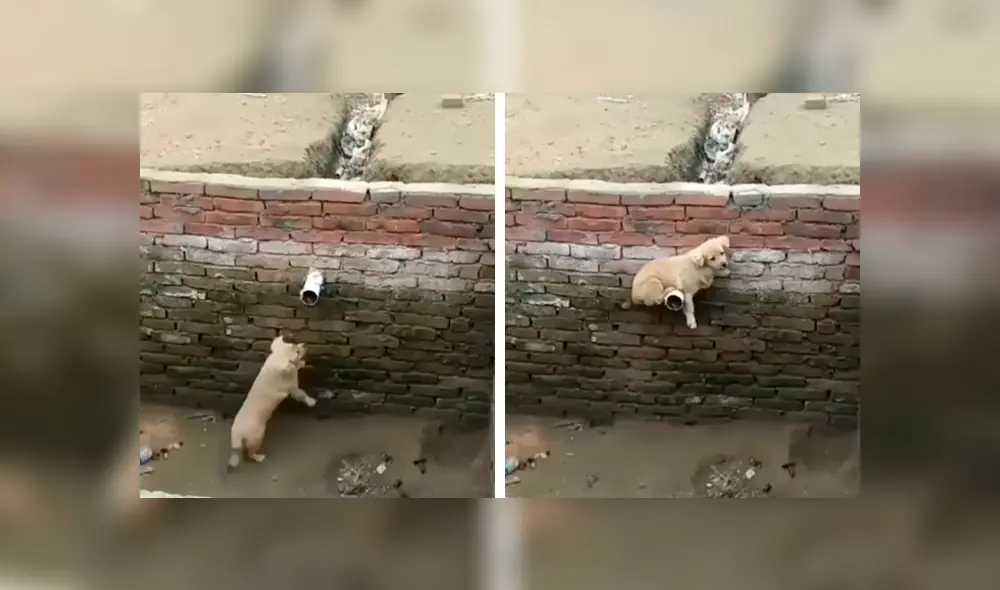 Desliza las imágenes para apreciar la inesperada técnica de un pequeño perro para salir ileso en un gigantesco pozo. Foto. Clarín.