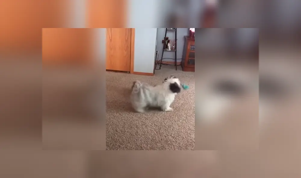 Desliza las imágenes para conocer el fuerte enfrentamiento que tuvieron dos perros para quedarse con un muñeco. Desliza las imágenes para conocer el fuerte enfrentamiento que tuvieron dos perros para quedarse con un muñeco.