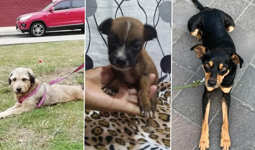 Estos animales encontraron un hogar durante cuarentena, ahora son felices en su nueva vida.  (Foto: Composición)