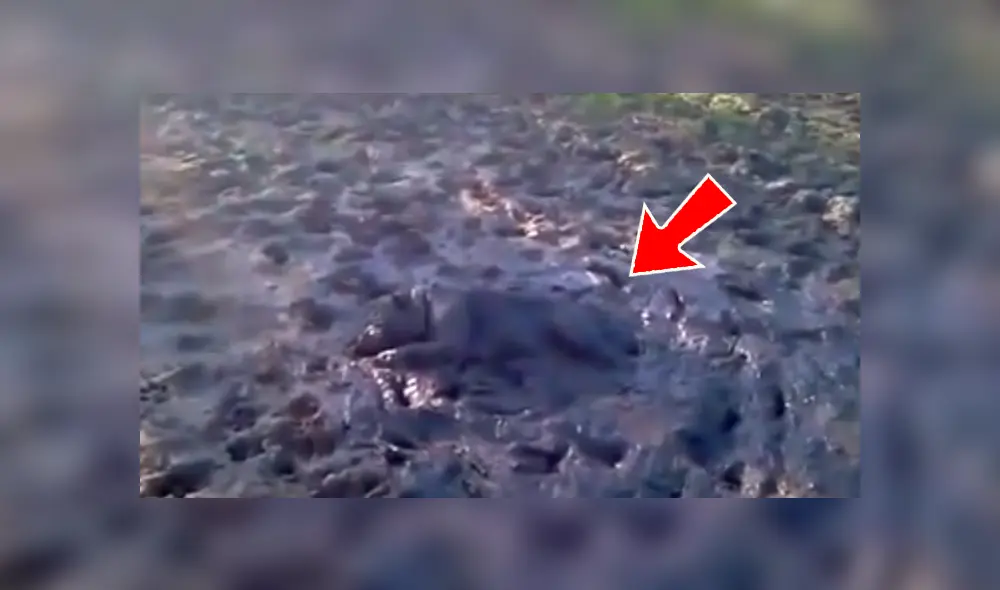 Facebook viral: Creyeron que el perro había muerto, pero estaba más ‘vivo’ que ellos [VIDEO]