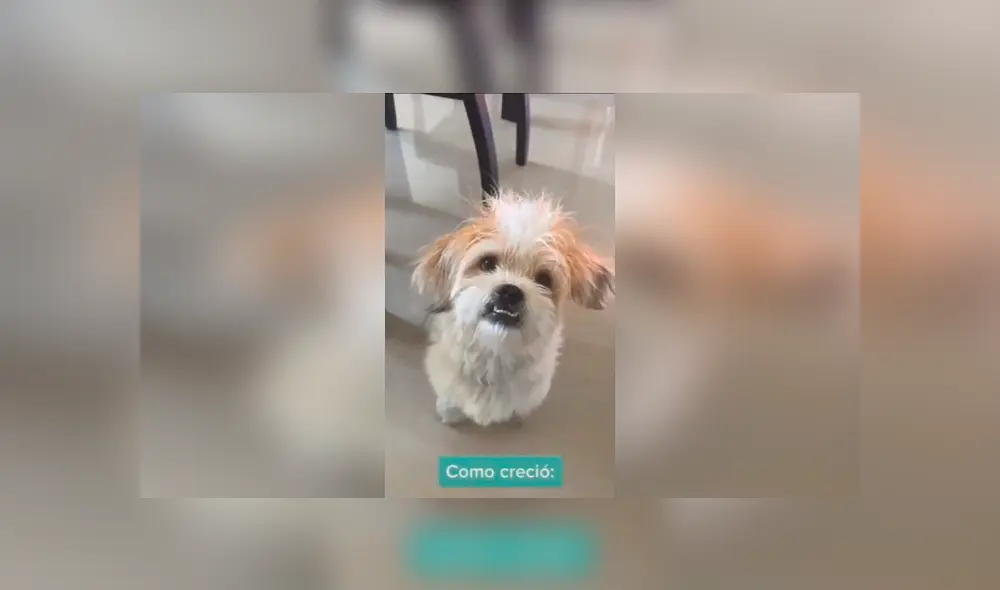 Facebook viral: adopta un pequeño perro shitzu, pero con el tiempo descubre que era otra raza [VIDEO]
