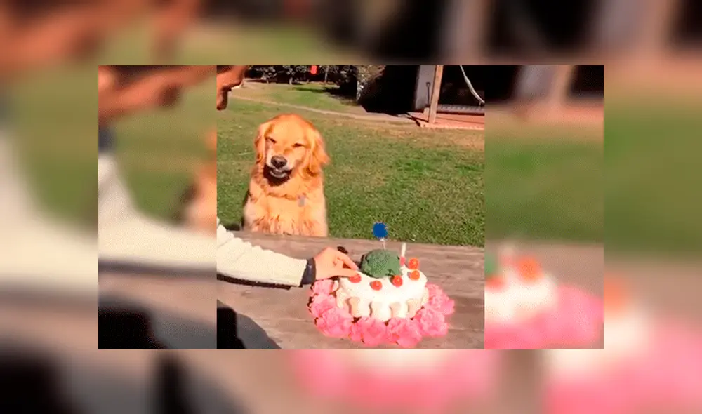 YouTube viral: hombre intenta quitarle la torta a su perro ‘cumpleañero’ y este enfurece 