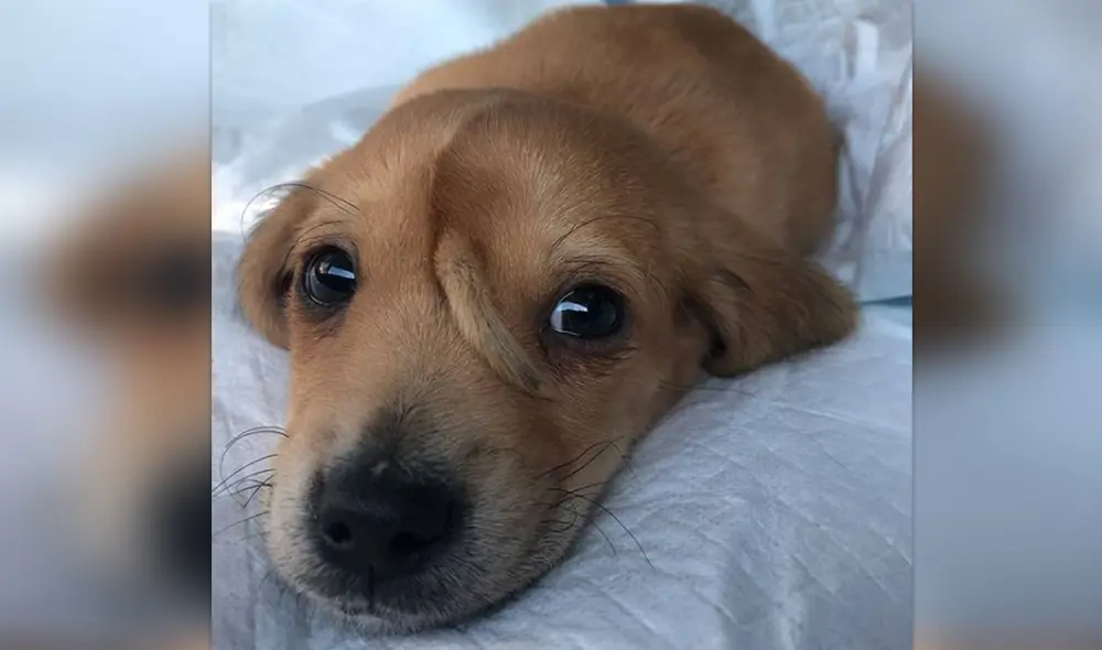 Narwhal perro unicornio Narwhal perro unicornio