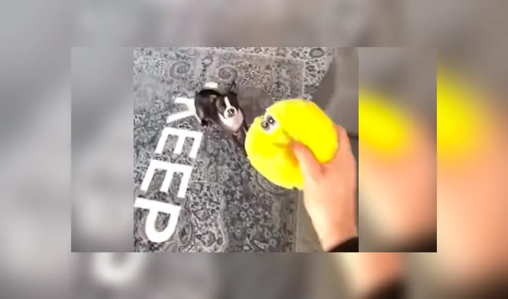 Video es viral en YouTube. El can no soportó que su dueño le tirara lejos su juguete, y cobró venganza con uno de sus preciados objetos de casa Video es viral en YouTube. El can no soportó que su dueño le tirara lejos su juguete, y cobró venganza con uno de sus preciados objetos de casa