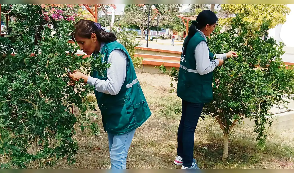 Plaga del dragón amarillo Plaga del dragón amarillo