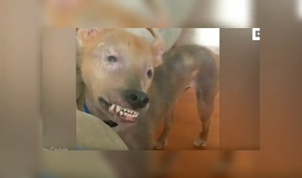 Desliza para ver el aspecto de este perro que ha conquistado a todos en Facebook. Foto: Captura.