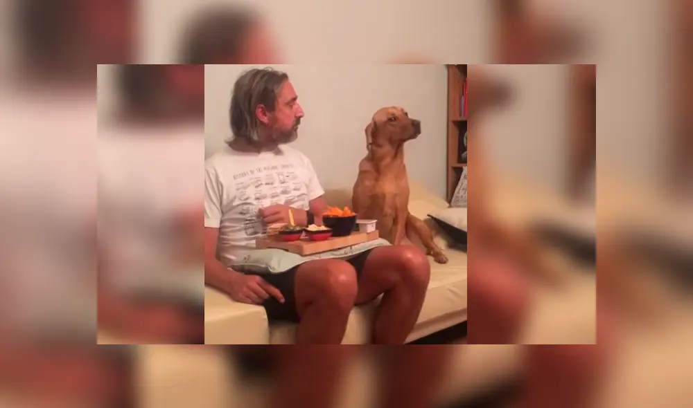 El can hizo reír a miles con su orgullosa conducta para evitar que su dueño se dé cuenta de que quería un bocado El can hizo reír a miles con su orgullosa conducta para evitar que su dueño se dé cuenta de que quería un bocado