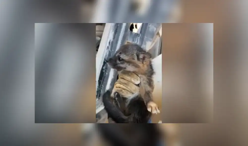Desliza las imágenes para conocer la verdadera raza de un animal que fue rescatado por un joven. Foto: Caters Clips. Desliza las imágenes para conocer la verdadera raza de un animal que fue rescatado por un joven. Foto: Caters Clips.