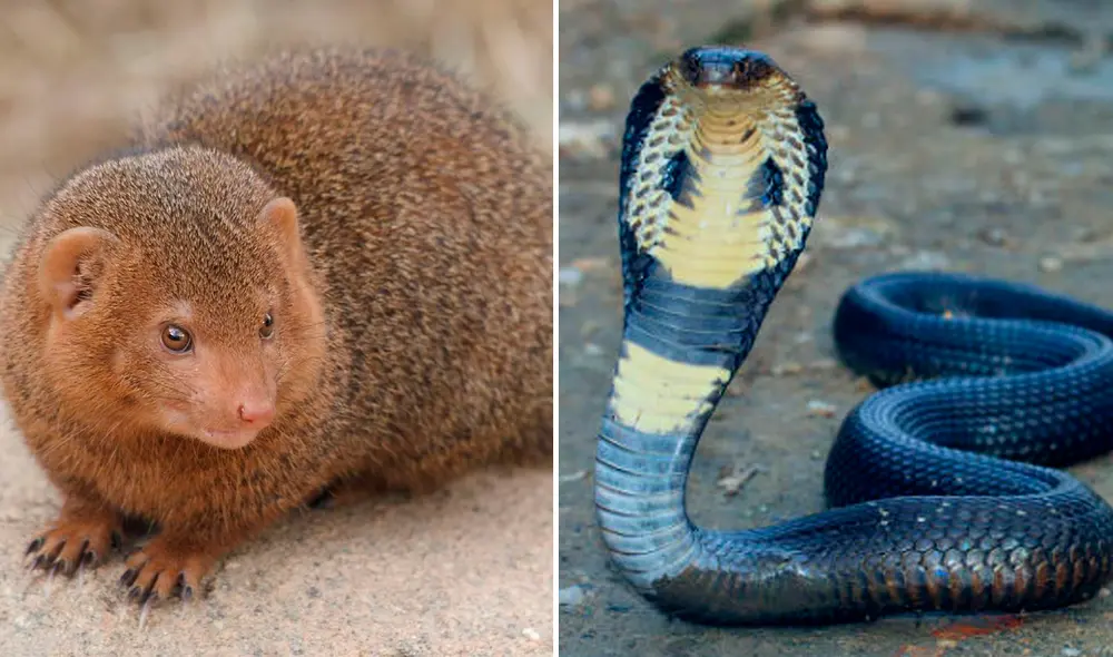 La gruesa piel del mamífero lo hace casi inmune al veneno de la serpiente. Foto: difusión
