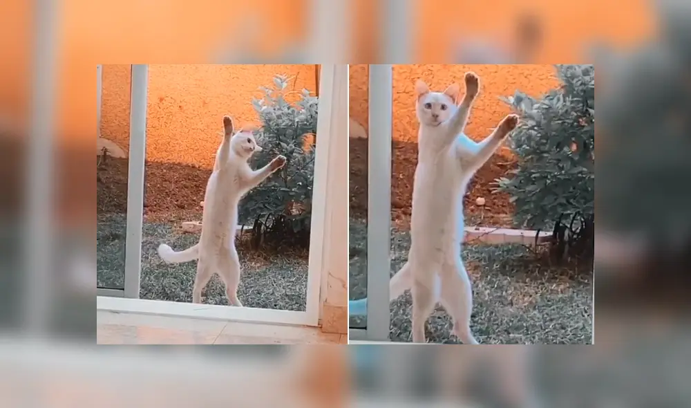 Desliza la imagen de TikTok para ver todas las fotos. Desliza la imagen de TikTok para ver todas las fotos.