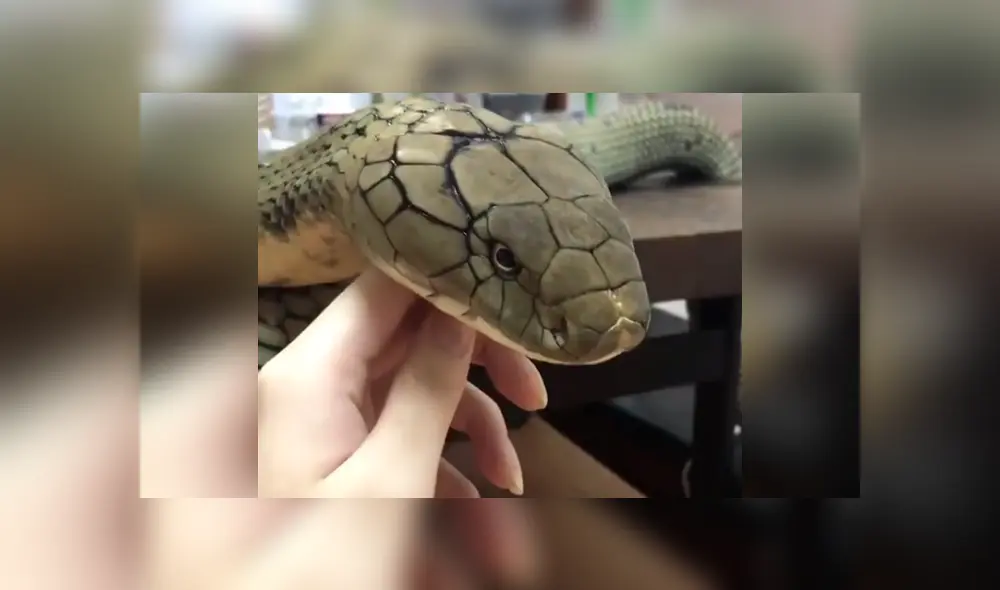El video viral de Facebook muestra el momento en que una mujer quedó a pocos centímetros de una peligrosa serpiente.