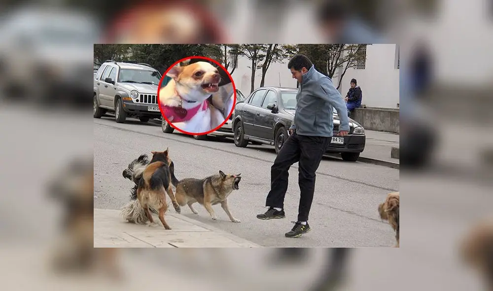 Expertos indican que son varios los motivos por los que un perro puede ladrar o no a alguien. Foto: composición LR/Facebook