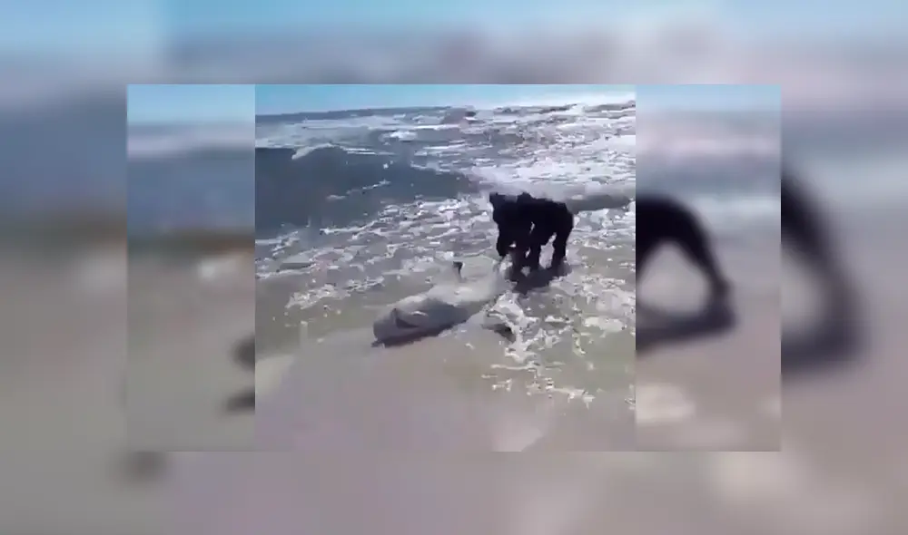En YouTube, unos valientes hombres no dudaron en brindar ayuda a un peligroso tiburón para que regrese al mar. En YouTube, unos valientes hombres no dudaron en brindar ayuda a un peligroso tiburón para que regrese al mar.