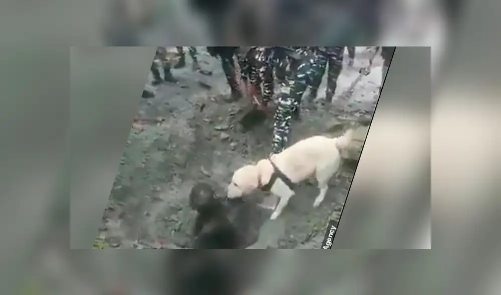 El perro alertó a su escuadrón sobre la presencia del hombre enterrado. Foto: Mediadrumimages. El perro alertó a su escuadrón sobre la presencia del hombre enterrado. Foto: Mediadrumimages.