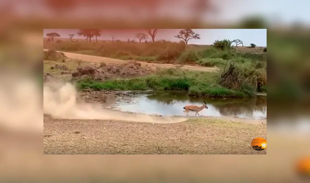 Desliza hacia la izquierda para ver el momento en que la leona ataca  gacela, escena que es viral en YouTube.