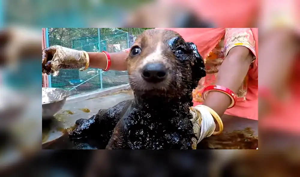 Desliza hacia la izquierda para ver el radical cambio de aspecto de un perro callejero que se volvió viral en Facebook.