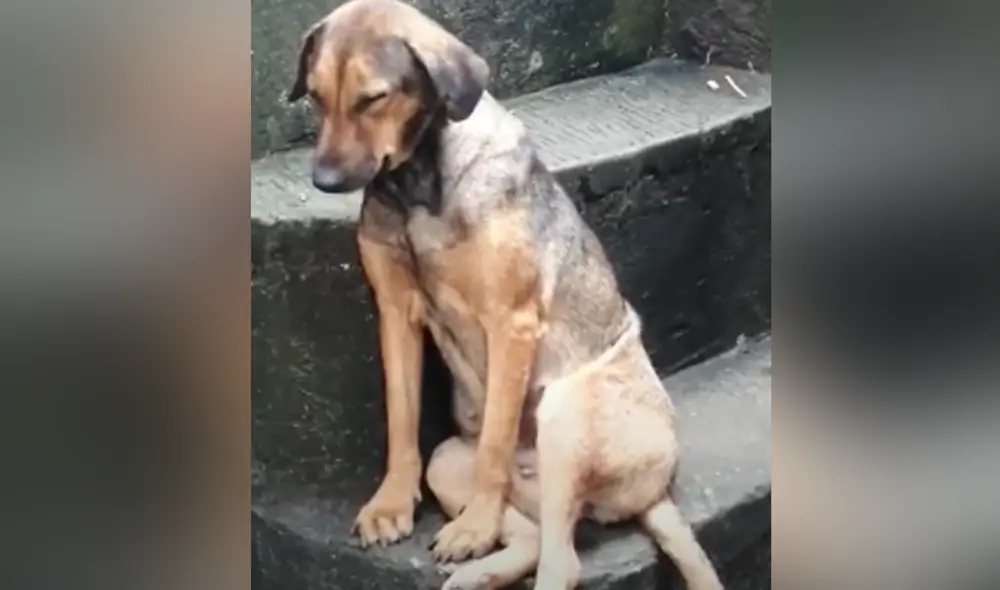 Desliza hacia la izquierda para ver las imágenes del video viral. Foto: captura de Facebook.