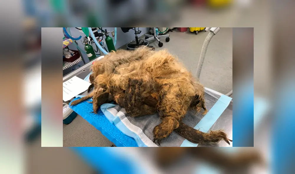 Facebook viral: perro callejero con abundante pelo es rescatado y su sorprende cambio de ‘look’ emociona a miles Facebook viral: perro callejero con abundante pelo es rescatado y su sorprende cambio de ‘look’ emociona a miles