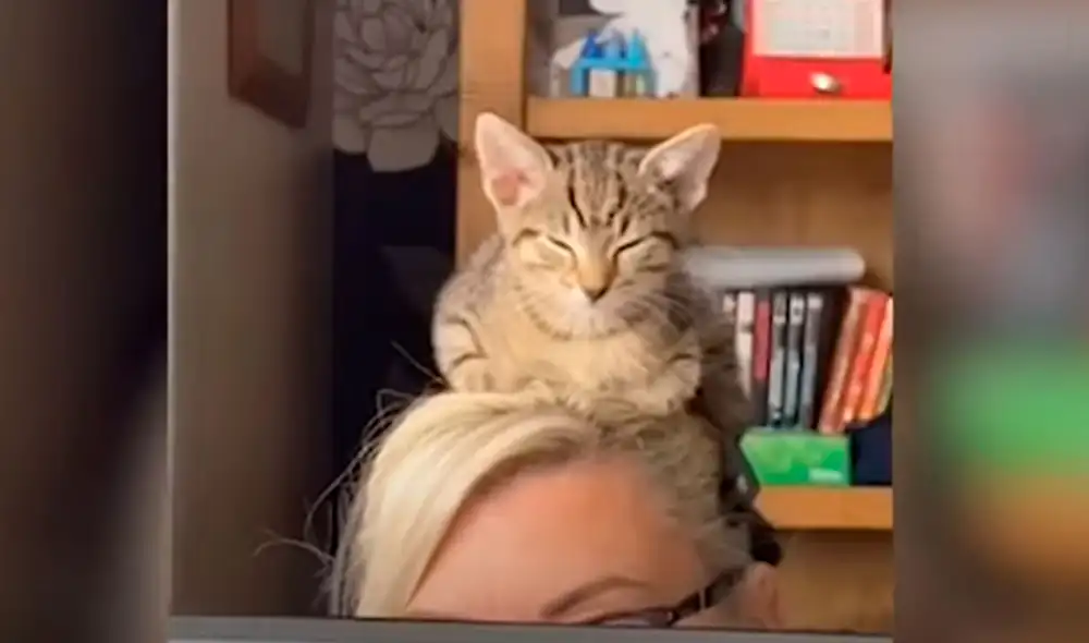 Desliza las imágenes para conocer la inesperada acción de un gato cuando intentó acompañar a su dueña. Foto: YouTube