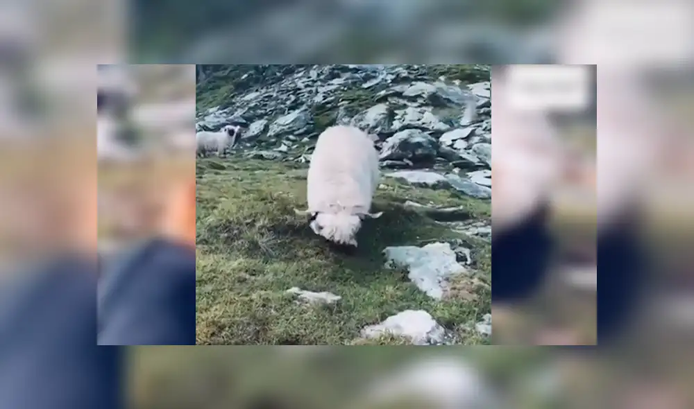 En YouTube, un joven daba un paseo por los campos de Suiza y encontró un enorme animal peludo. En YouTube, un joven daba un paseo por los campos de Suiza y encontró un enorme animal peludo.