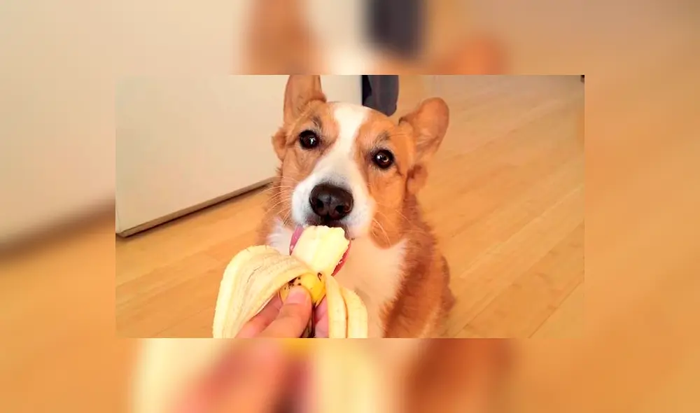 ¿Puede tu perro comer plátano? Mira lo que dicen los expertos ¿Puede tu perro comer plátano? Mira lo que dicen los expertos