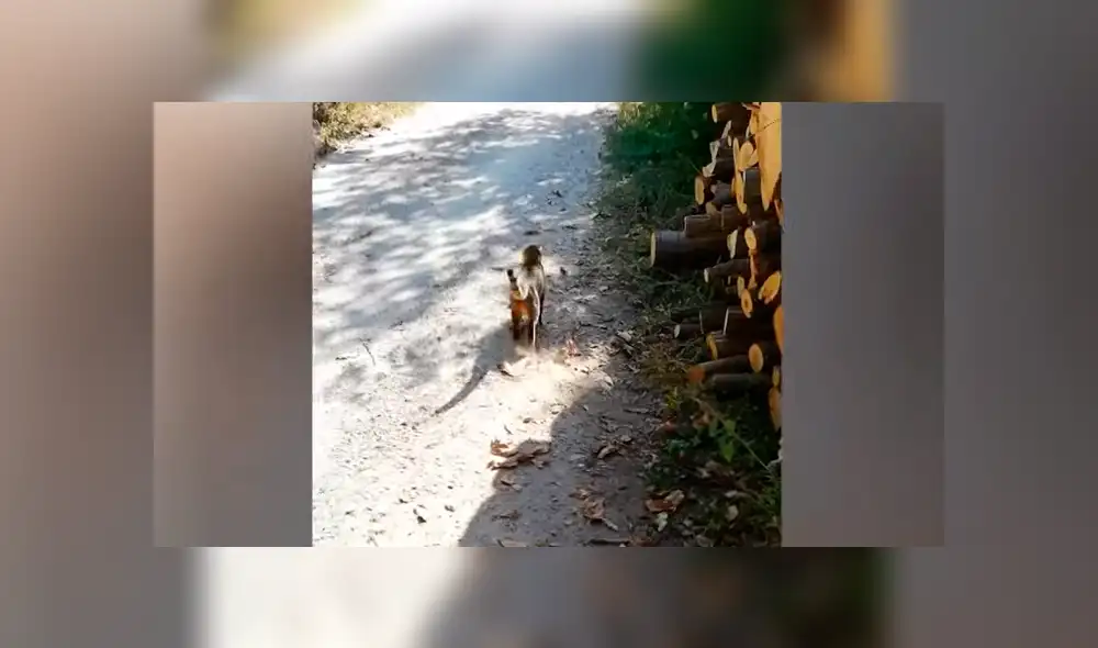 La serpiente intentaba huir pero el hambriento gato no lo soltaba. Foto: captura