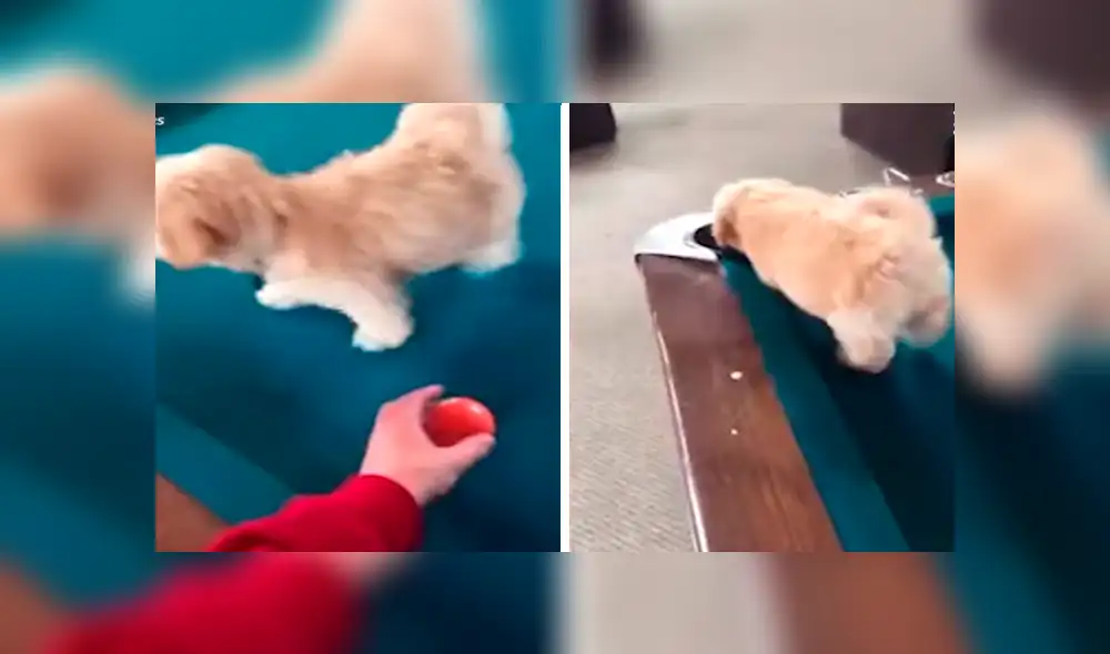 Facebook viral: perro no toleró que su dueño juegue al billar, decide interrumpirlo y sufre accidente [VIDEO]