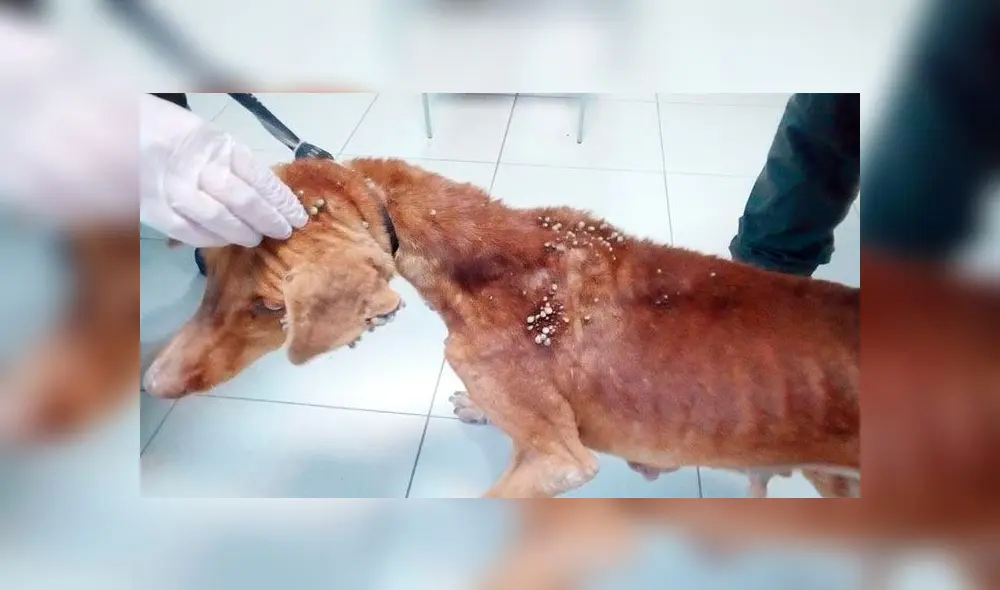 Perros son abandonados en una cueva sin comida y llenos de garrapatas [FOTOS]